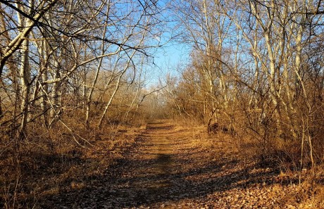 Kutyával az erdőben – a Sóstón se hagyjuk ott kedvencünk után az ürülékét